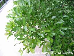 Image result for Terminalia stuhlmannii