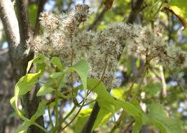 Image result for Mikaniopsis