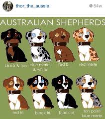 australian shepard coat color guide australian shepherd