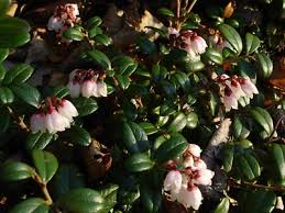 Image result for Vaccinium madagascariense