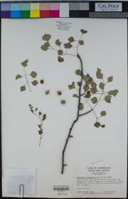 Image result for Commiphora mombassensis