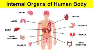 Image result for internal organs