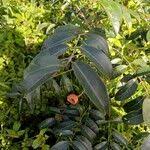 Image result for Landolphia camptoloba