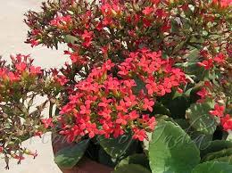 Image result for Kalanchoe blossfeldiana