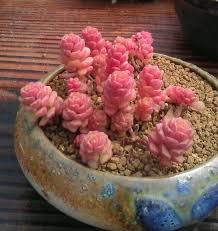 They're a hybrid with pink leaves full of chunks and green stems with the minty color flowing onto the leaves. Pin On Flowers