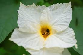 Image result for Momordica pterocarpa