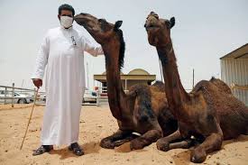 Considering this market specializes in racing camels, the vendors seem pretty. Flawed Saudi Response Is Cited In Outbreak Of The Middle East Virus Mers The New York Times