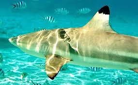 Изучайте релизы biss на discogs. Marine Experten Glauben Dass Ein Japaner Auf Phuket Von Einem Hai Gebissen Wurde Thailandtip