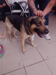 Parece perdido se encuentra en la esquina de Vertiz y salta (San José) anda  dando vueltas desde hoy tempranito