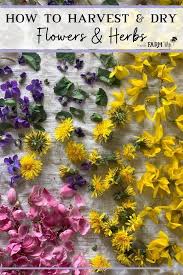 Maybe you would like to learn more about one of these? How To Harvest Dry Flowers Herbs Dried Flowers Herbs Herbalism