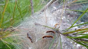 Les chenilles processionnaires possèdent des poils urticants microscopiques en forme d'harpon qui provoquent des réactions cutanées importantes. Pieges Et Mesanges Contre La Chenille Processionnaire Du Pin