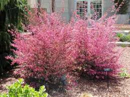 Maybe you would like to learn more about one of these? Types Of Pink Flowers With Name And Picture Easy Identification