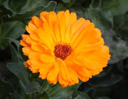 Combining orange and blue flowers can be particularly stunning. 22 Types Of Orange Flowers Pictures Flowerglossary Com