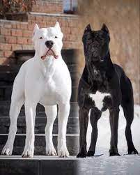 540 Dogo Argentino Ideas In 2021 Dog Argentino Dog Breeds Dogs