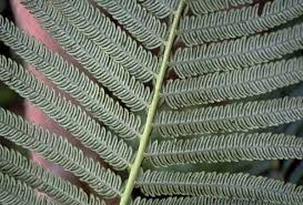 Image result for Blechnaceae