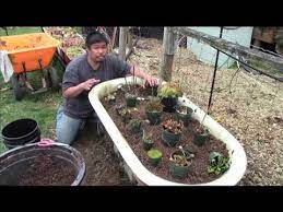 Once planted, surround the plants with live moss, which promotes a healthy environment, prevents the bog from drying out quickly, and camouflages the edges of the container. Carnivorous Plant Bog Garden Youtube
