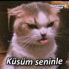 Kediyi En Cok Ne Uzer
