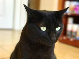 All pets animal hospital ⭐ , united states of america, minnesota, anoka county, columbia heights: Columbia Square Animal Hospital Home Facebook