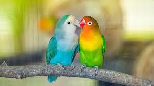 70 gambar burung dari berbagai negara mulai dari gambar burung jalak bali, emu, kiwi,. 31 Jenis Burung Lovebird Tercantik Di Dunia Dan Faktanya