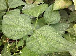 Do not save seeds from infected plants. Free Plant Identification Plant Leaves Plant Identification App Plant Diseases