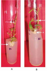 Image result for Cyamopsis serrata