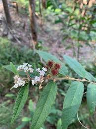 Image result for Indigofera subargentea