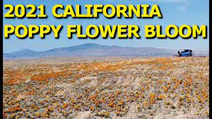 Celebrate and remember the lives we have lost in simi valley, california. 2021 Antelope Valley Poppy Reserve California Youtube