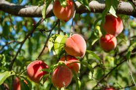 Sep 28, 2019 · my husband used to find little trees starting to grow in sidewalk cracks , and also rooted branches in coffee cans and when we moved to a new house most of the trees we had were from twigs and branches and they grew up into big trees. How To Diagnose What Killed Your Peach Tree Horticulture