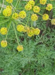 Image result for Swertia fimbriata