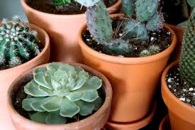 Maybe you would like to learn more about one of these? What S The Difference Between Cacti And Succulents