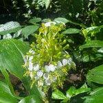 Image result for Aneilema beniniense