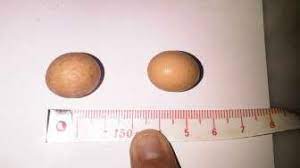 Jun 14, 2021 · telur balado baca juga: Warga Depok Pemilik Telur Mini Daftar Ke Guinness World Record