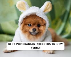 Cute dog pictures pomeranian dog dogs and puppies pets pet carriers cute animals puppies pet travel cute dogs. 7 Best Pomeranian Breeders In New York 2021 We Love Doodles