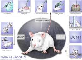 I grew up having a. Animal Models Of Major Depression Drawbacks And Challenges Springerlink