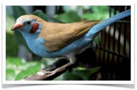 Small Bird With Red Cheeks The Finch Farm Co Cordon Bleu Gouldian Finch For Sale Bird
