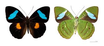 Image result for Mostuea batesii