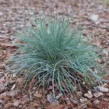 Maybe you would like to learn more about one of these? Low Growing Ornamental Grasses Available Online Best Prices