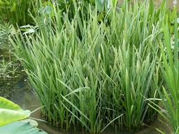 Image result for Glyceria