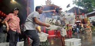47 guru serong dengan murid sabung ayam : Budaya Lepas Burung Pipit Di Imlek Tanda Kemanusian Bagi Warga Tionghoa