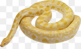 Burmese pythons have dark colored scales with brown blotches and lighter borders across their entire bodies. Burmese Python Png Burmese Python Florida Problem Burmese Python Coloring Page Burmese Python Tattoo Big Albino Burmese Python Burmese Python Eating Human Burmese Python Logo Burmese Python White Burmese Python Gifs Burmese Python Design Burmese