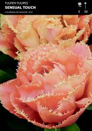 The nose behind this fragrance is veronique nyberg. Tulipa Sensual Touch Kaufen Sie Pflanzen Bei Coolplants