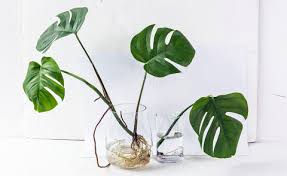 Monstera Durch Ableger Vermehren Schritt Fur Schritt Mein Schoner Garten