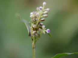 Image result for Floscopa