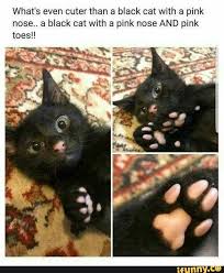 What S Even Cuter Than A Black Cat With A Pink Nose A Black Cat With A Pink Nose And Pink Ifunny Cute Cat Memes Cute Animals Funny Animal Memes