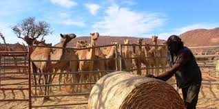 Thousands of camels in south australia will be shot dead from helicopters as a result of extreme heat and drought. Shooters Prepare To Kill 10 000 Camels In Water Starved Fire Ravaged Australia