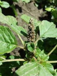 Image result for Amaranthus blitum