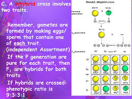 A) a monohybrid cross involves a single parent, whereas a dihybrid cross involves two parents. The Study Of Heredity Ppt Download