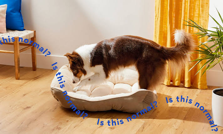 Why Do Dogs Dig in Their Bed? Is This Normal? | Chewy