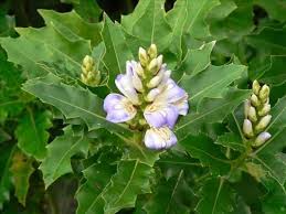 Image result for Acanthus mayaccanus