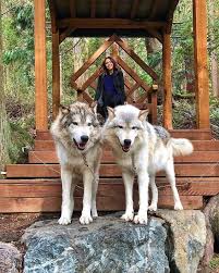 This Animal Sanctuary Near Seattle Lets You Go Walking With Wolves In The Woods In 2020 Animal Sanctuary Wild Animal Sanctuary Wild Animal Rescue